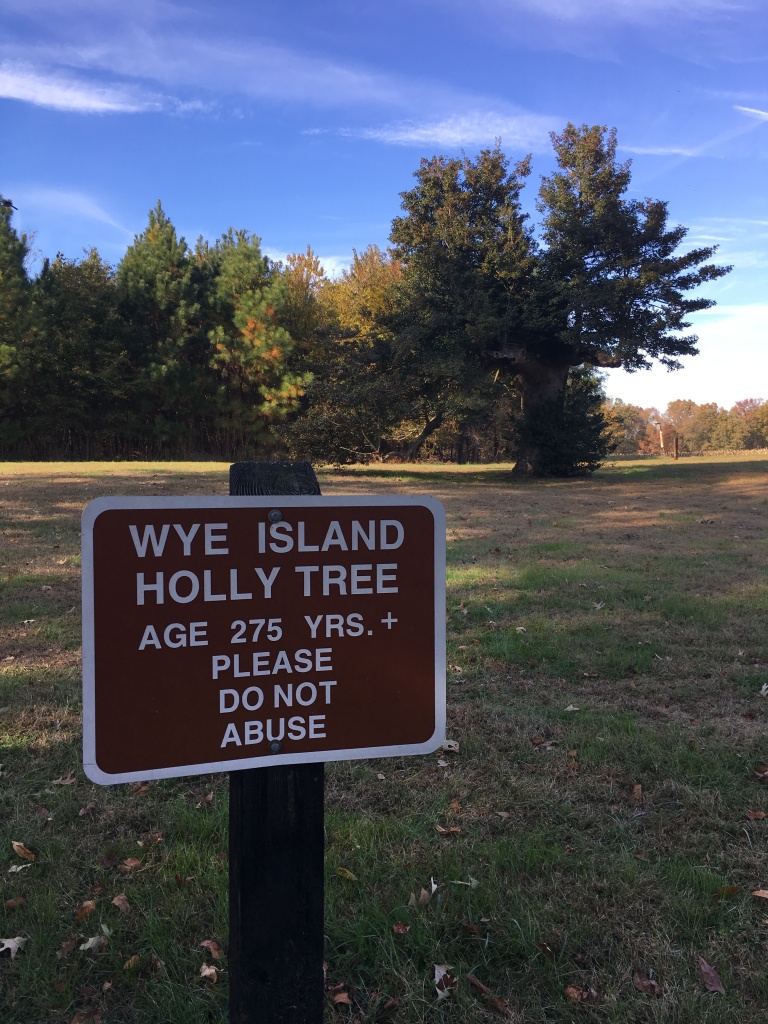 Sign, at forefront, reads "Wye Island Holly Tree - Age 275 Yrs. + - Please do not abuse." The large tree is in the background. 