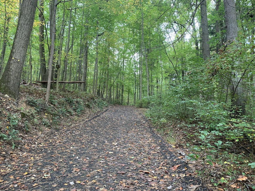 Wide uphill trail with plants and trees surrounding it. 