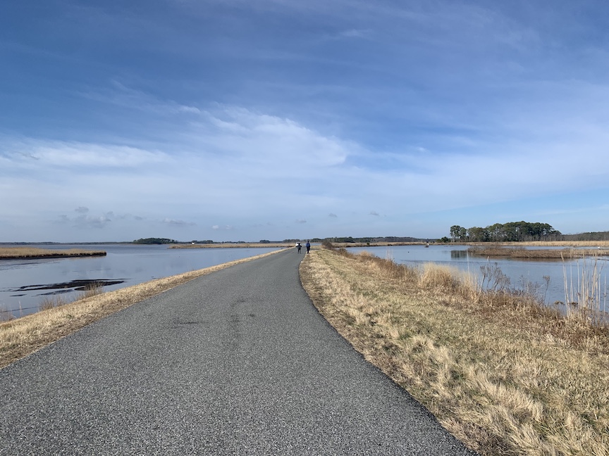 Scenic view of Blackwater National Wildlife Refuge with thin paved road and water on both sides. 